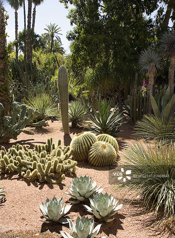 仙人掌、金琥仙人掌图片素材