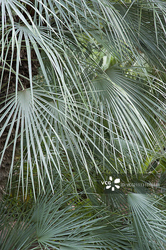 棕榈树图片素材