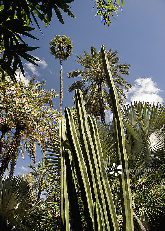 仙人掌，圣佩德罗仙人掌图片素材