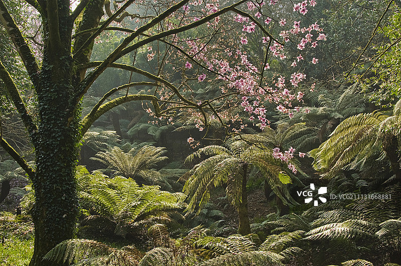 南洋桫椤，树蕨图片素材