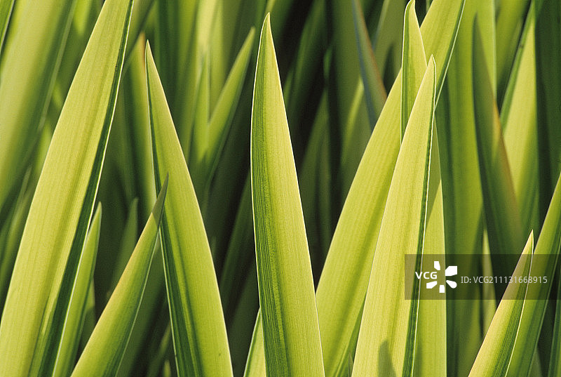 鸢尾花，花叶鸢尾图片素材