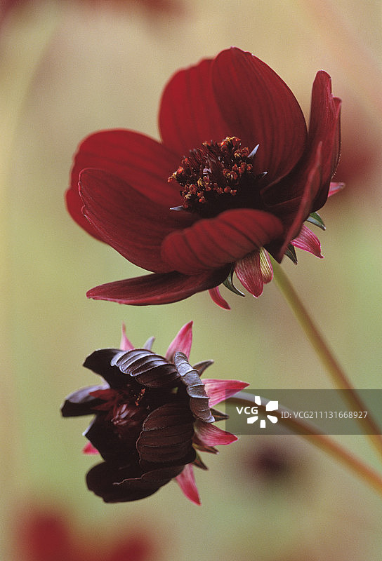 大波斯菊，巧克力大波斯菊图片素材