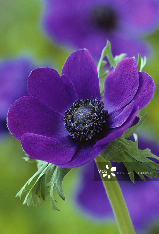 银莲花图片素材