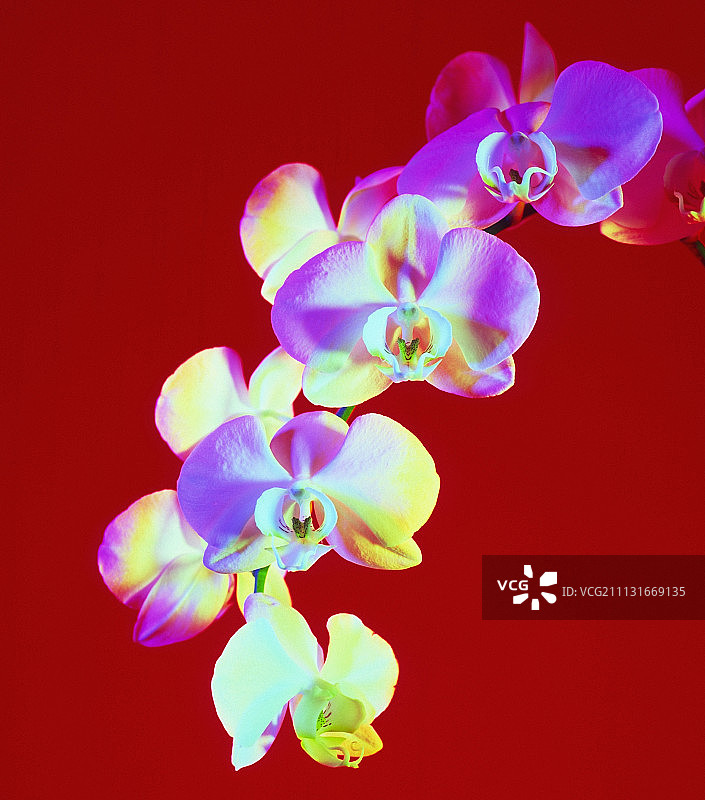 蝴蝶兰“金色女王”图片素材