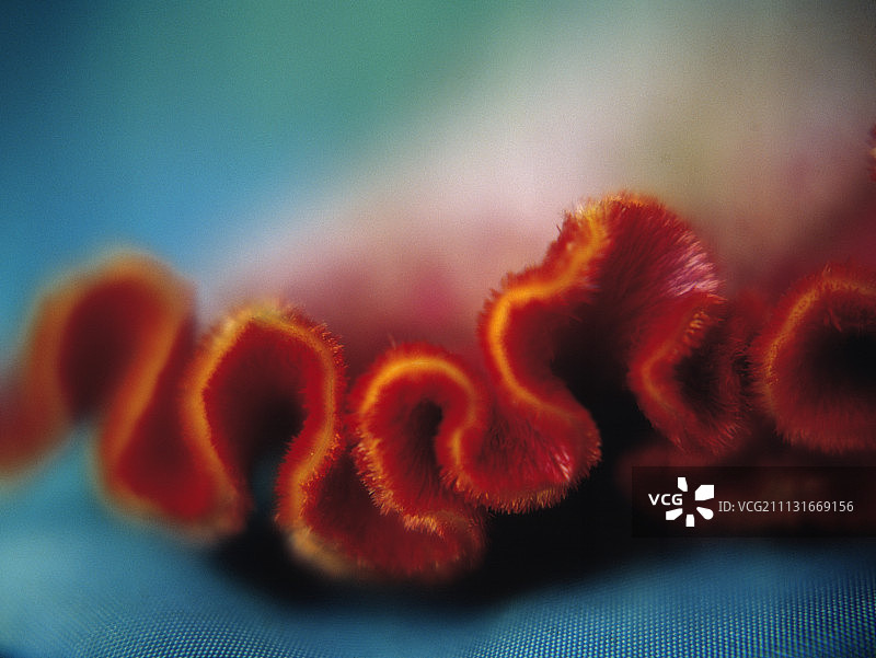 鸡冠花图片素材