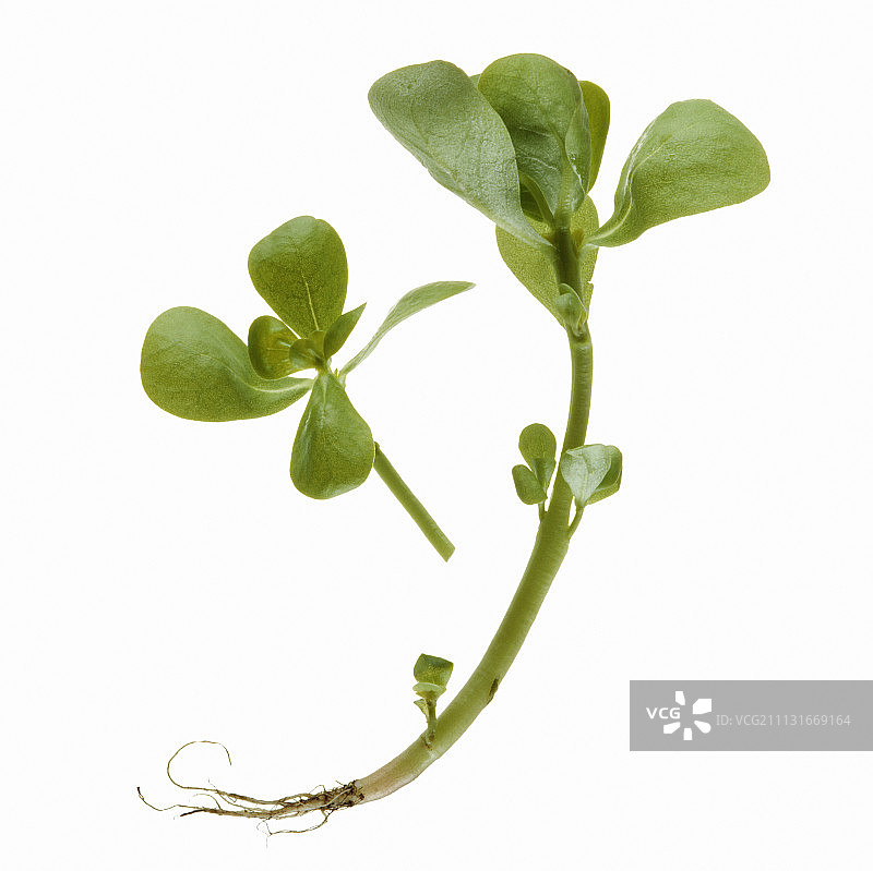 马齿苋图片素材