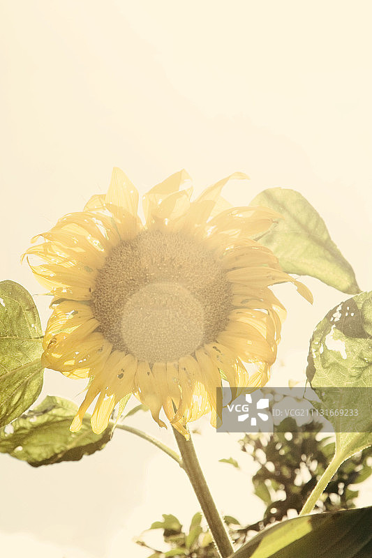 向日葵图片素材