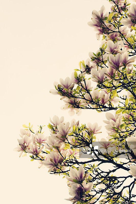 玉兰花图片素材