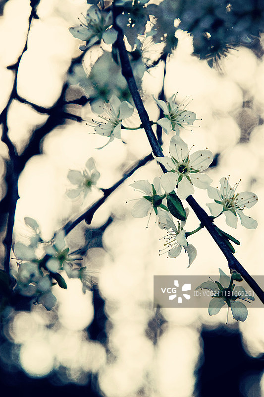 黑刺李图片素材