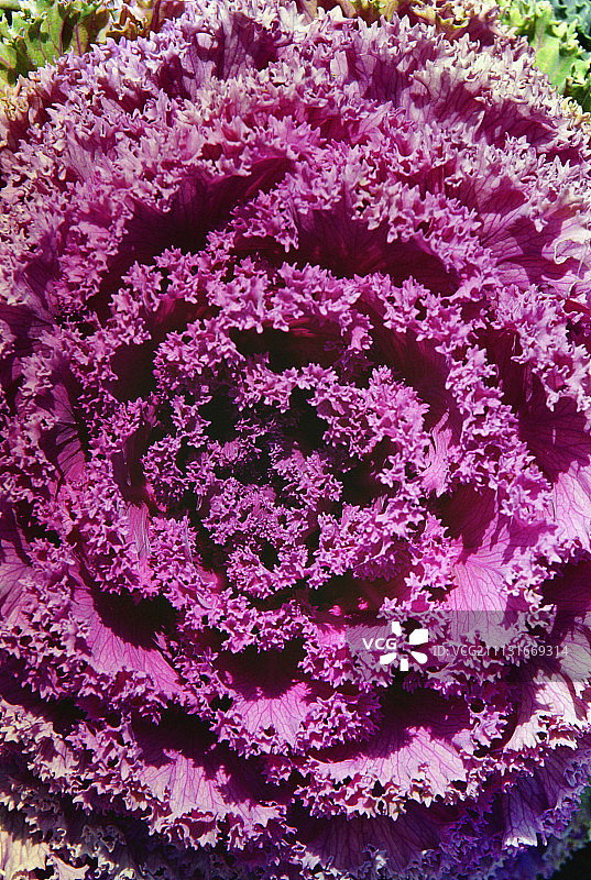 羽衣甘蓝图片素材