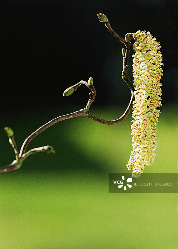 榛树，螺旋榛树图片素材