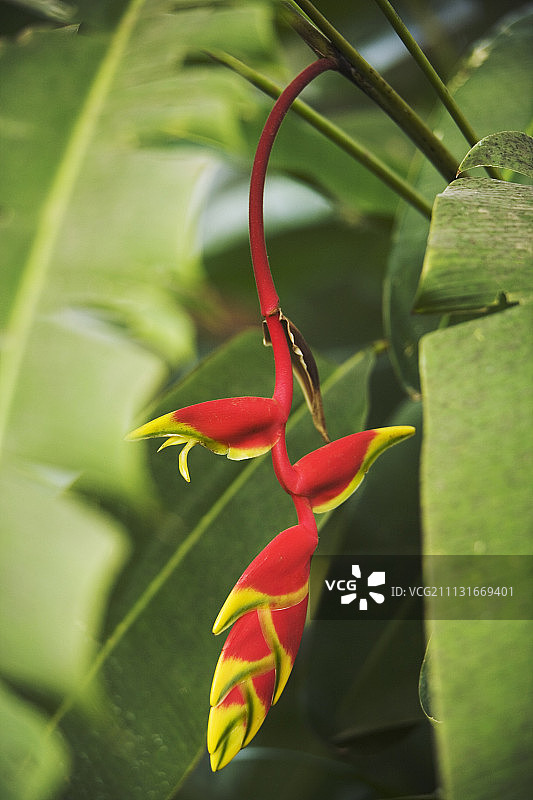 蝎尾蕉图片素材