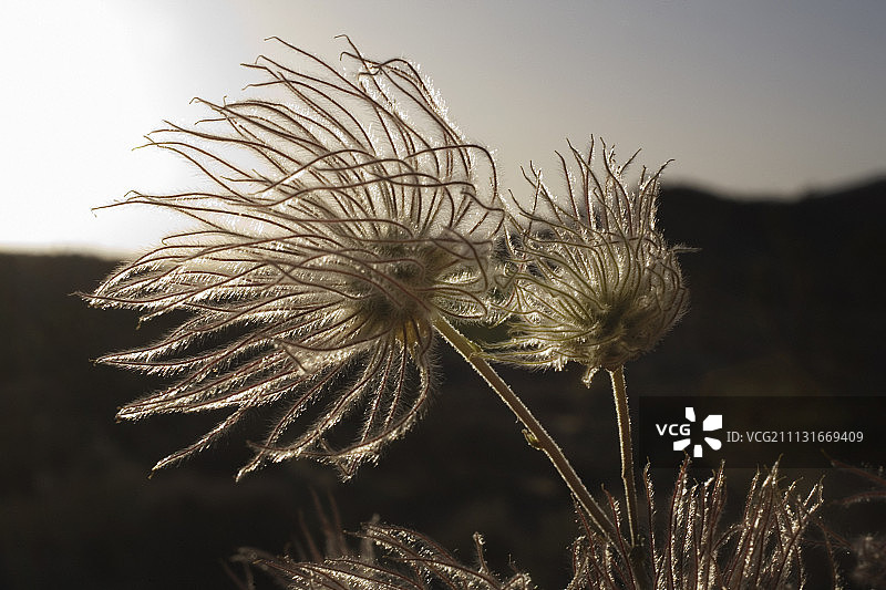 白头翁花，高山白头翁图片素材