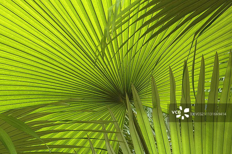 扇叶棕榈图片素材