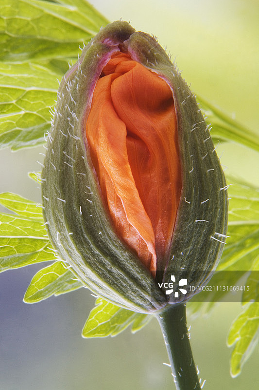 罂粟花，威尔士罂粟图片素材