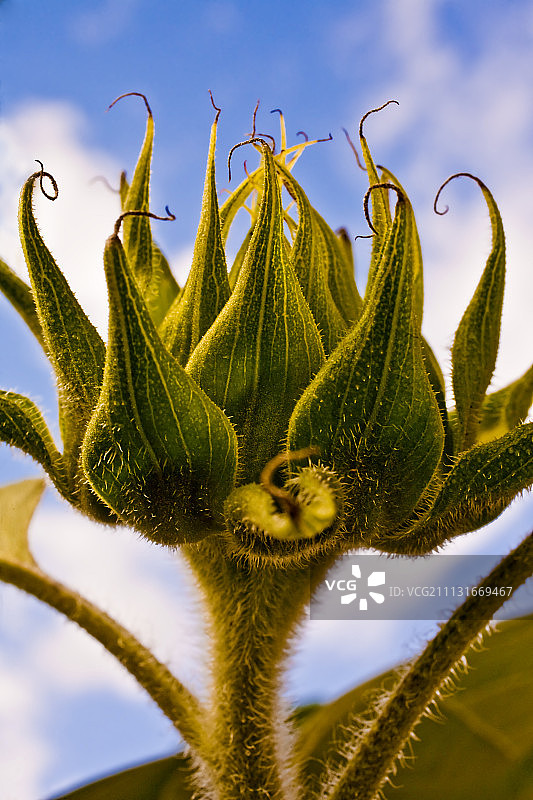 俄罗斯巨型向日葵图片素材