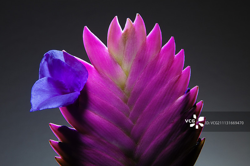 粉笔凤梨图片素材