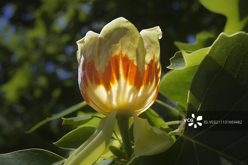 鹅掌楸图片素材