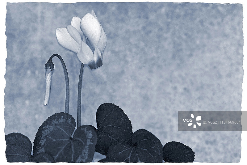 仙客来图片素材