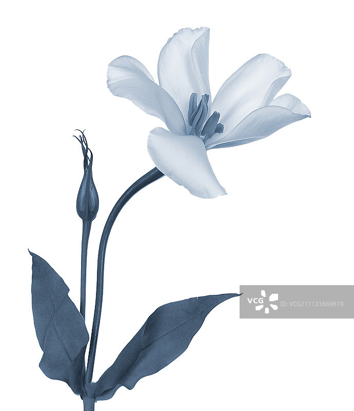 洋桔梗图片素材