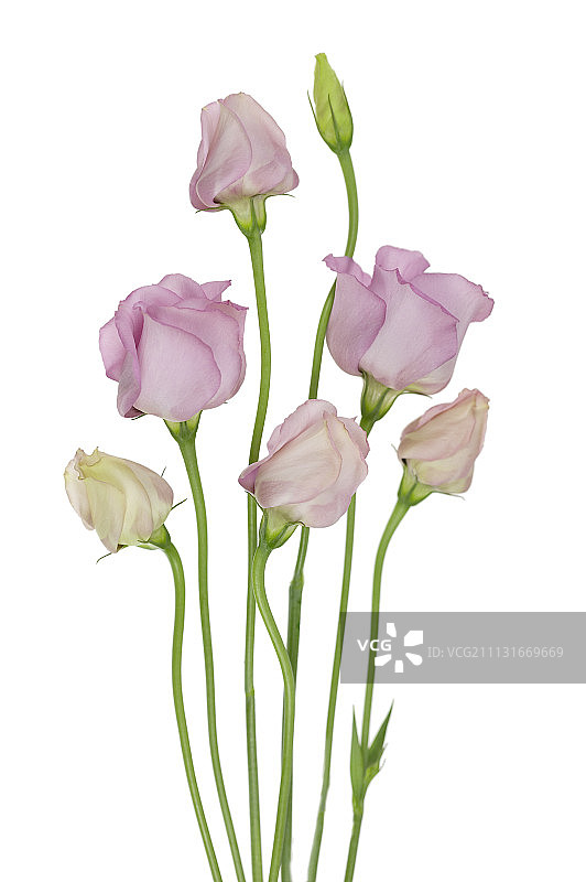 桔梗,Eustoma。图片素材