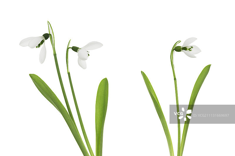 雪花莲，Galanthus elwesii图片素材