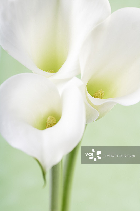 睡莲、马蹄莲图片素材