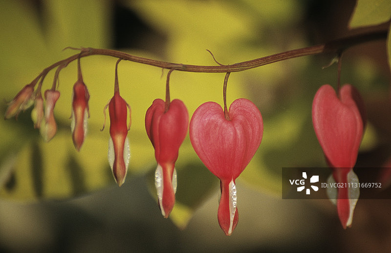 荷包牡丹图片素材