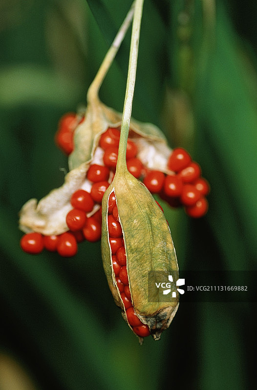 鸢尾花图片素材