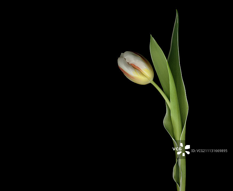 郁金香，图利帕图片素材