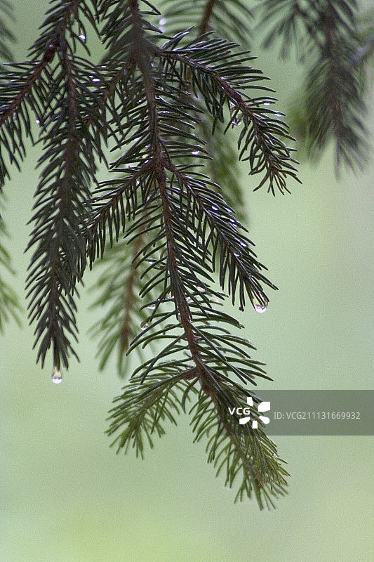 云杉、松树、冷杉、松属图片素材
