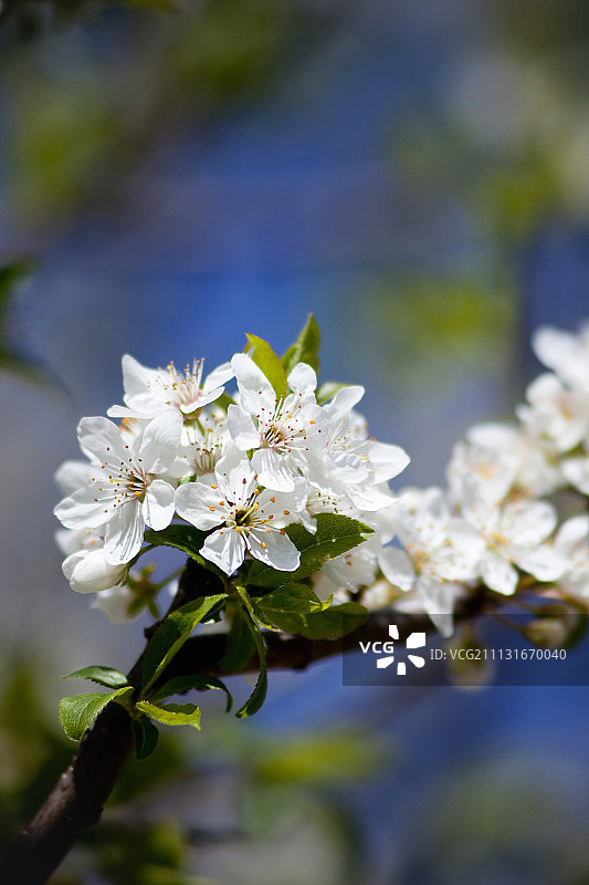 李子，欧洲李图片素材