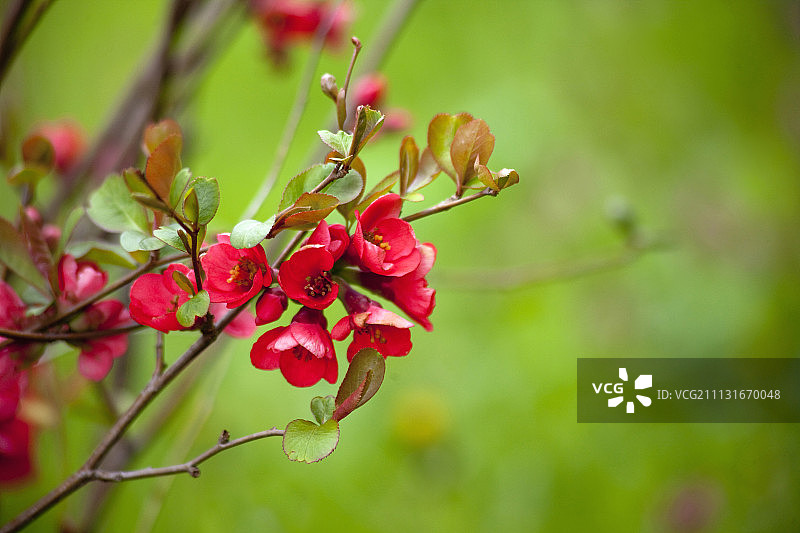 开花的木瓜海棠图片素材