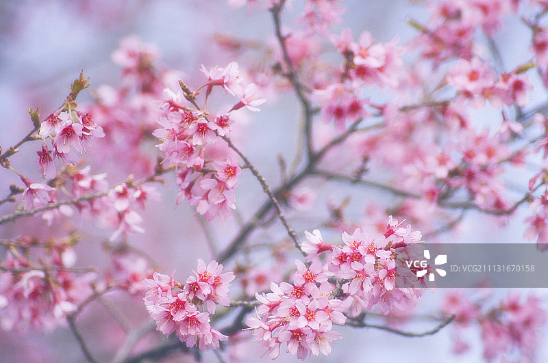 樱桃，李属图片素材