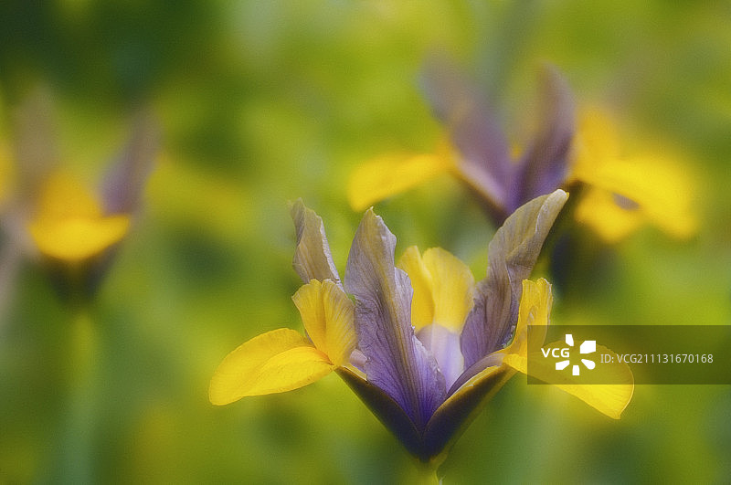 矮鸢尾图片素材