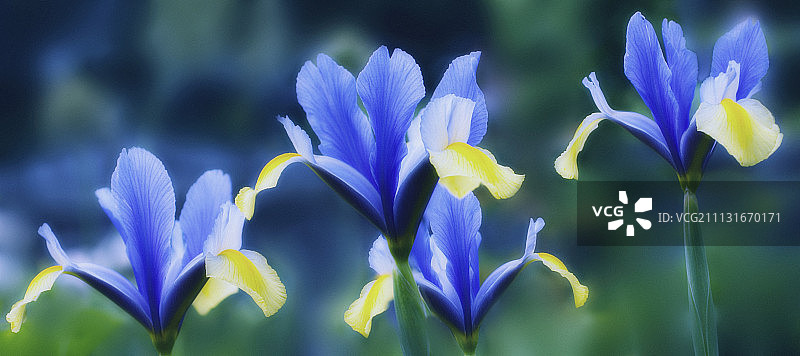 矮鸢尾图片素材