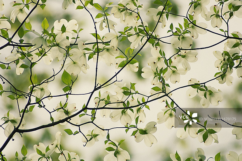 山茱萸，开花的山茱萸，佛罗里达山茱萸图片素材