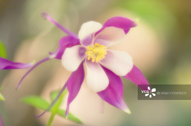 耧斗菜，麦卡纳杂交品种图片素材