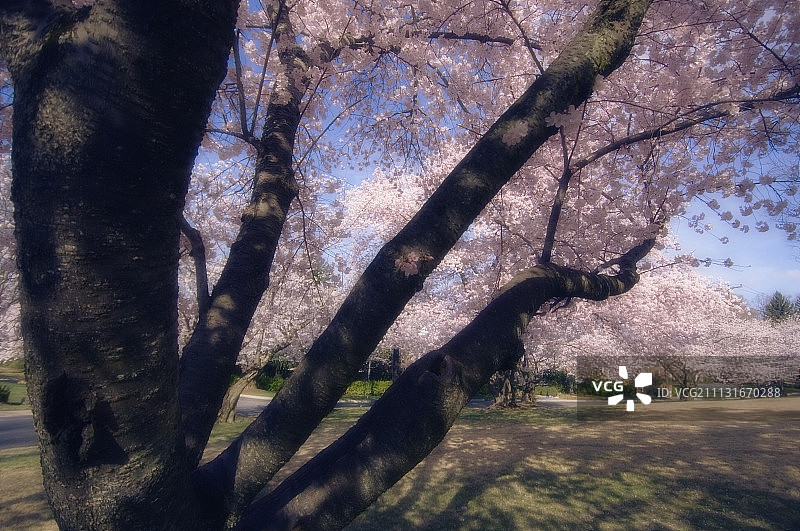 樱桃，日本晚樱图片素材