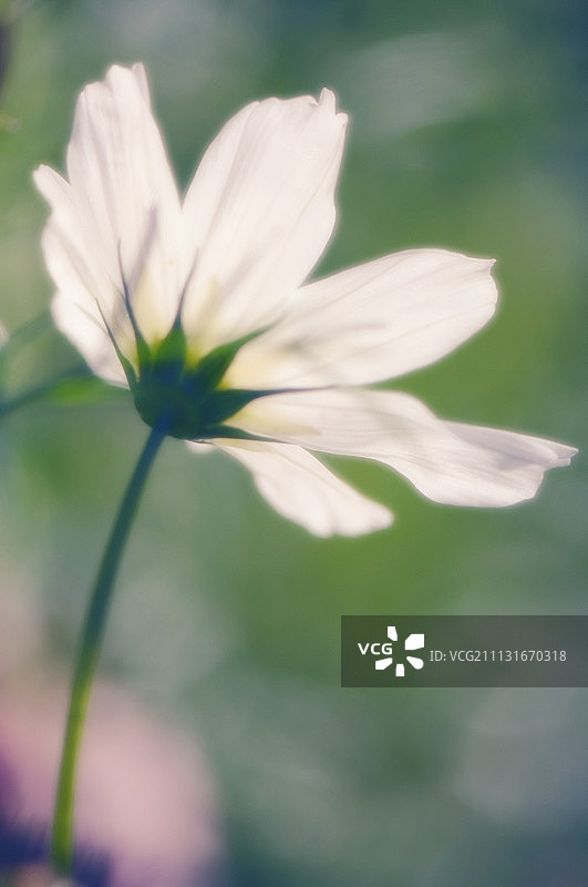 波斯菊图片素材