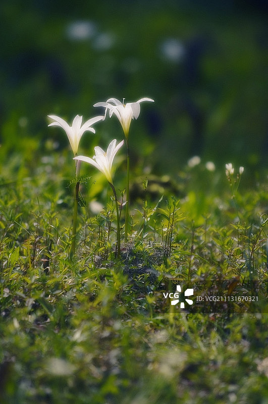 文殊兰图片素材