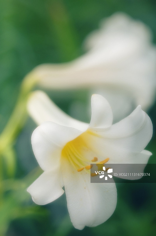 百合，复活节百合，长花百合。图片素材