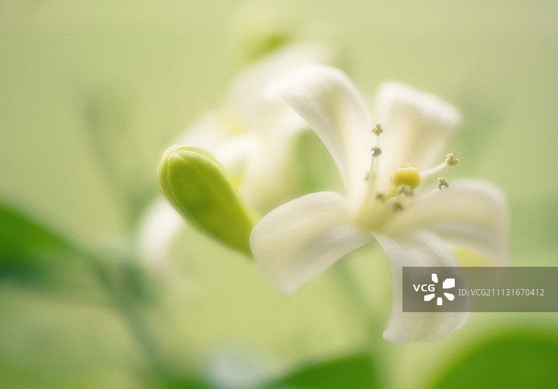 九里香图片素材