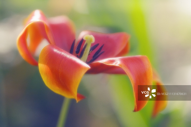 郁金香，图利帕图片素材