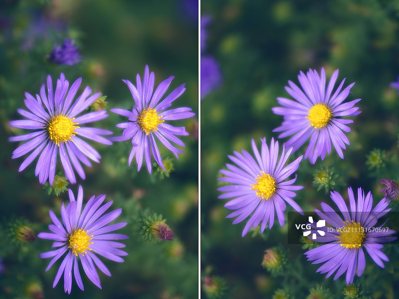 紫菀，新比利时紫菀图片素材