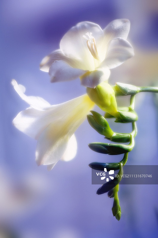 小苍兰图片素材