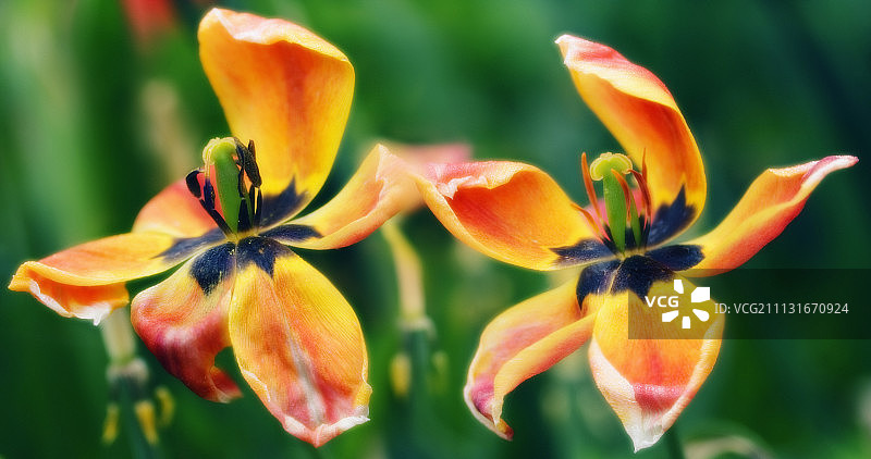 郁金香，图利帕图片素材