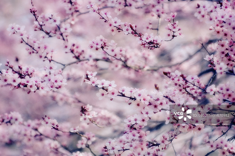 樱桃李图片素材