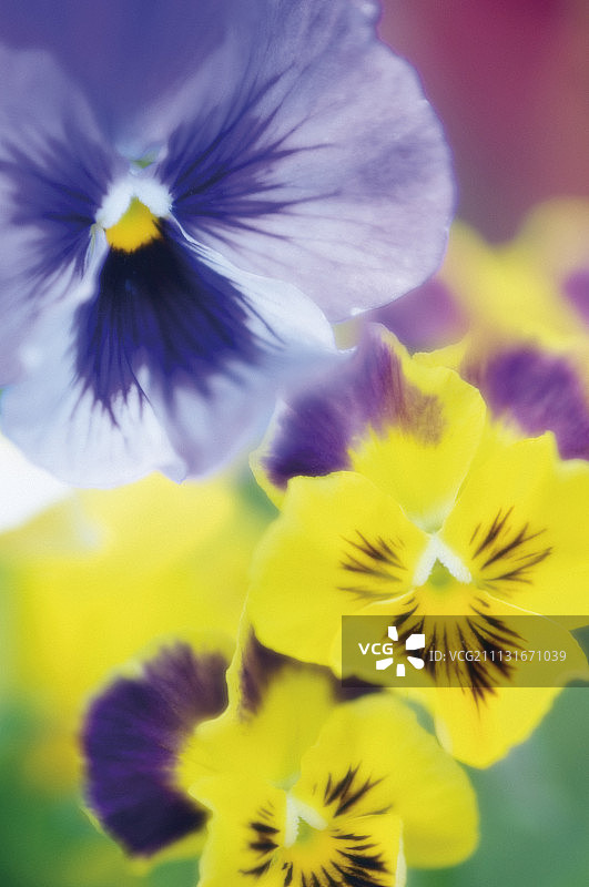 三色堇图片素材