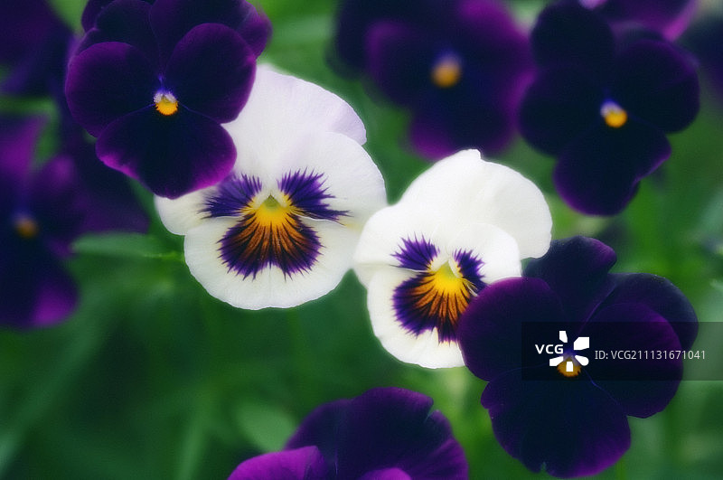 三色堇图片素材